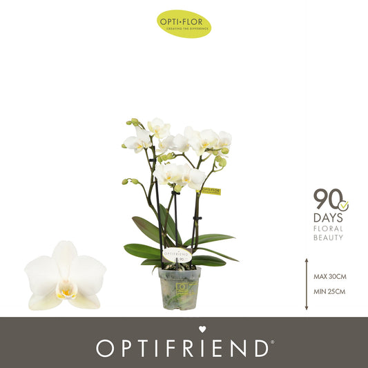 Phalaenopsis multiflora white 25cm 7cm Pot