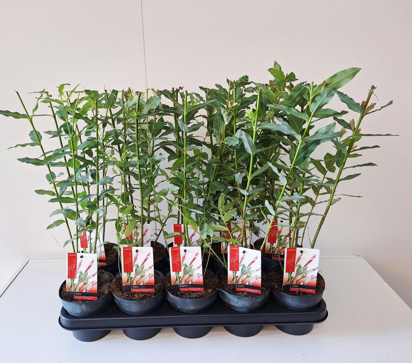 Salix integra Flamingo 40cm 12cm Pot