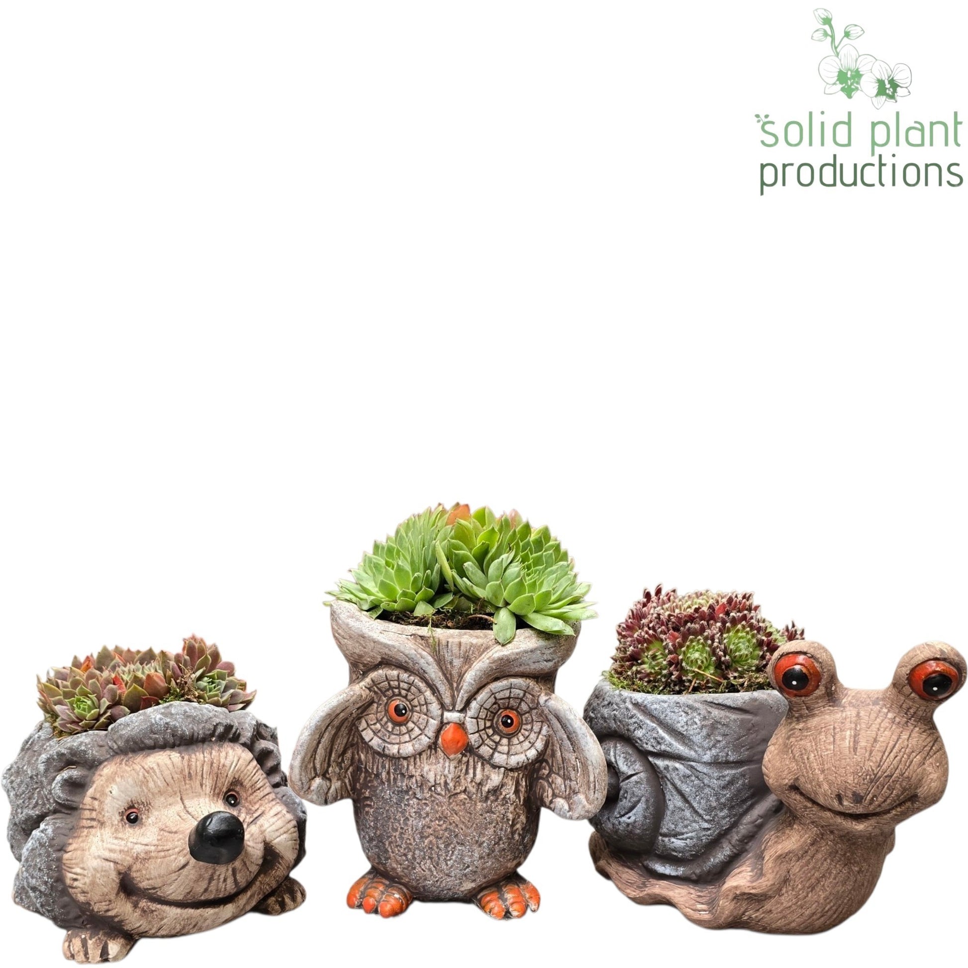 Solid Plant Productions SMP998 Animal Autumn Mix Sempervivum Pack of 6