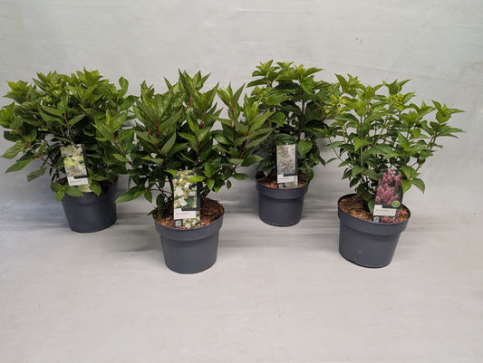 Hydrangea paniculata mix 65cm 19cm Pot