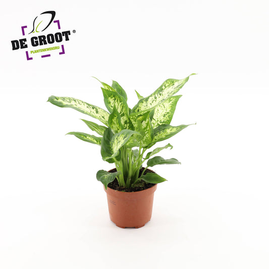 Dieffenbachia Compacta 35cm 12cm Pot