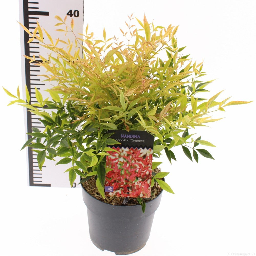 Snepvangers Tuinplanten Nandina domestica Pack of 6