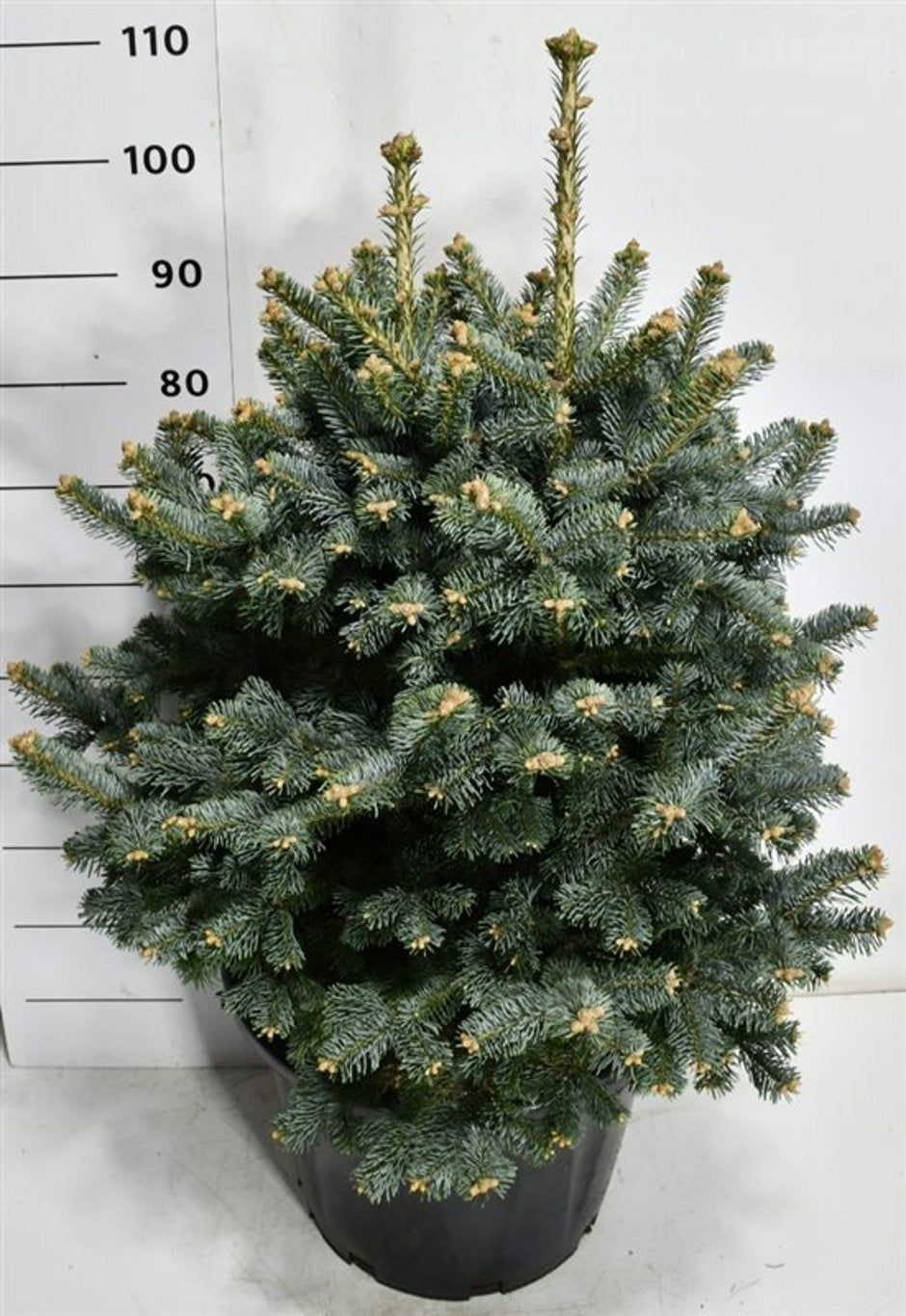 Bloemenkampen BV, Hkw. de Abies lasiocarpa Compacta Pack of 1