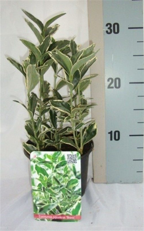 Roessel Tuinpl. VOF, B. v. Euonymus Bravo Pack of 8