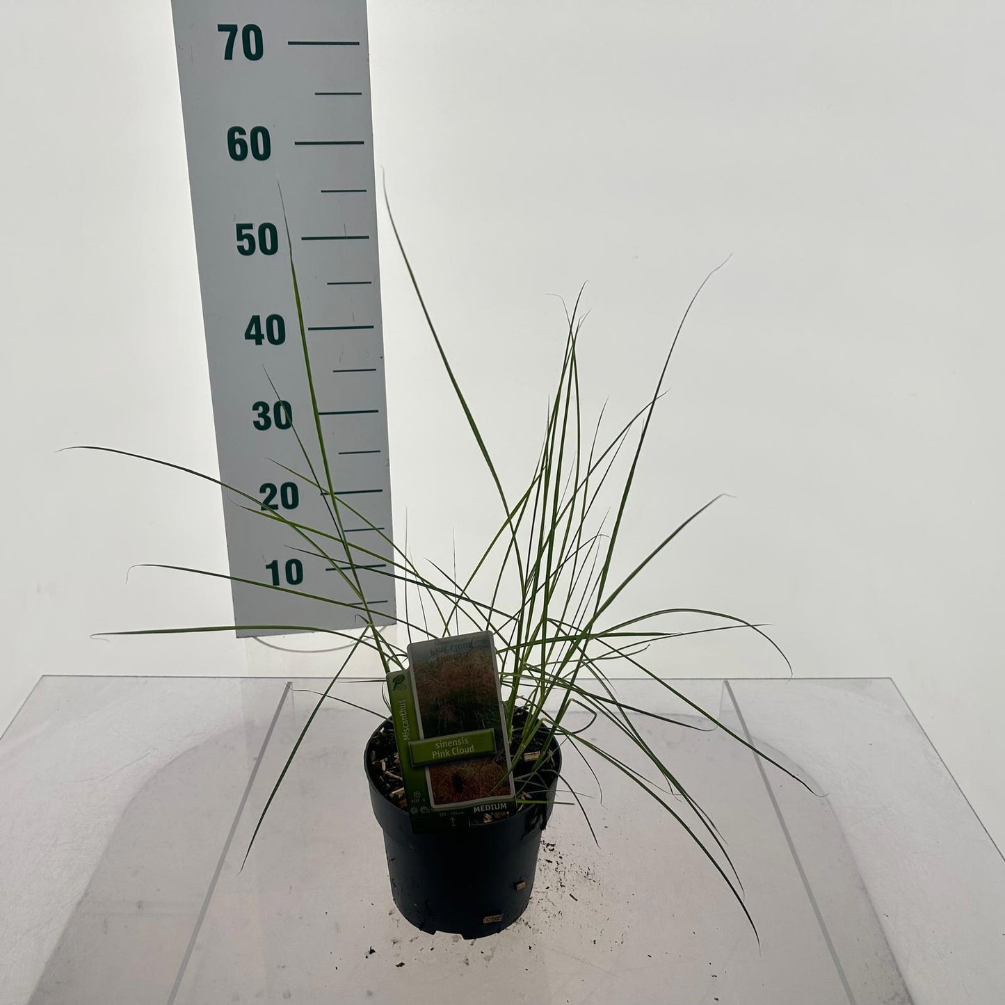 Miscanthus sinensis 45cm 17cm Pot