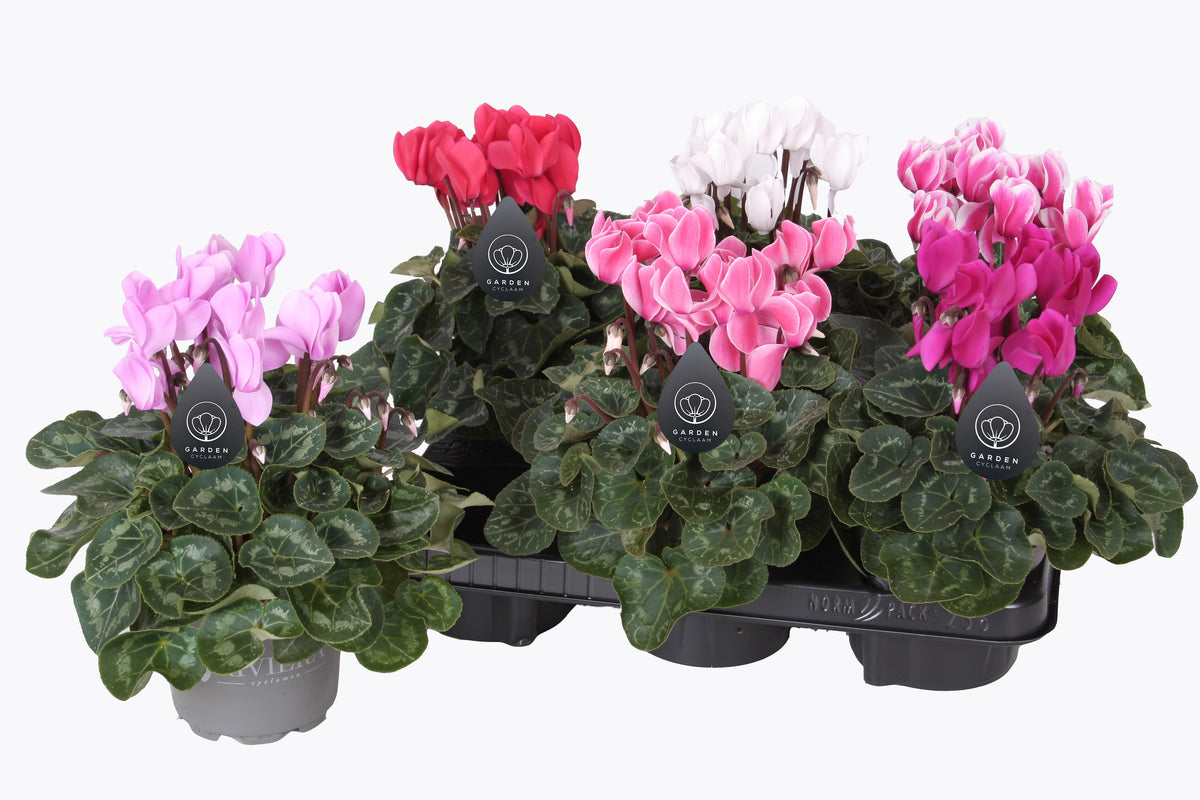 Cyclamen patio mix 20cm 12cm Pot