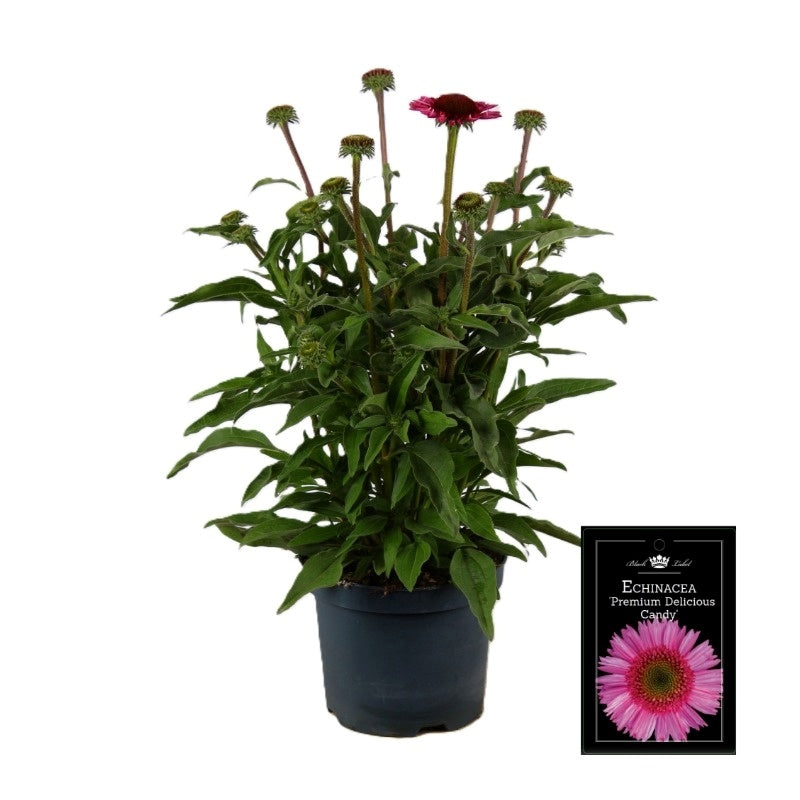 Echinacea SunSeekers Pink 50cm 19cm Pot