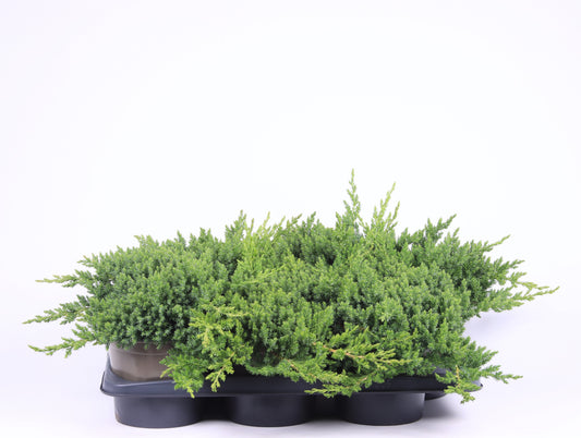 Juniperus procumbens Nana 30cm 17cm Pot
