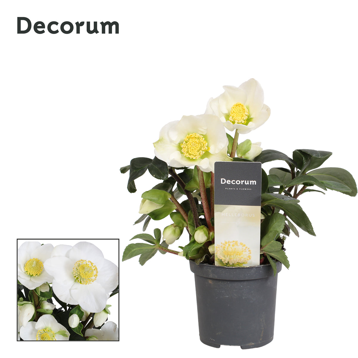 Helleborus niger Christmas Carol 15cm 7cm Pot