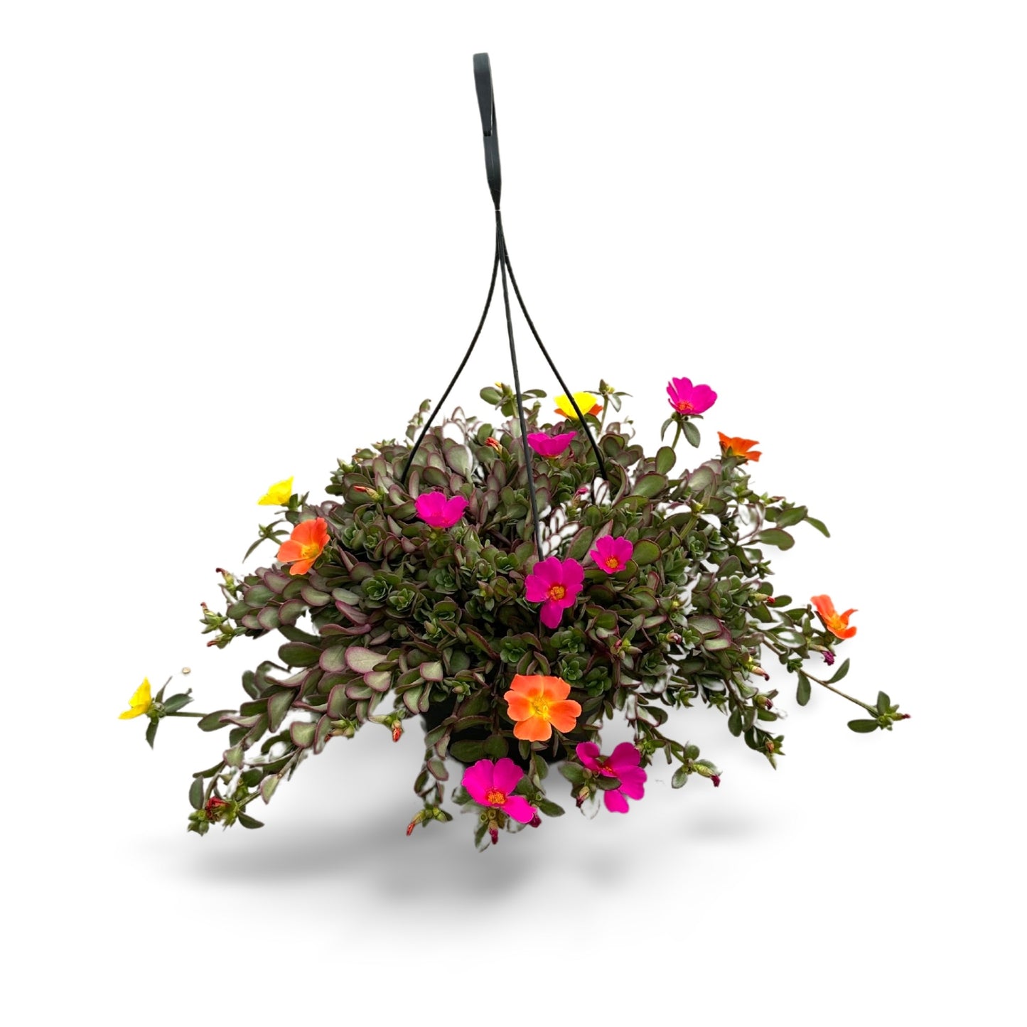 Portulaca carnaval 35cm 21cm Pot