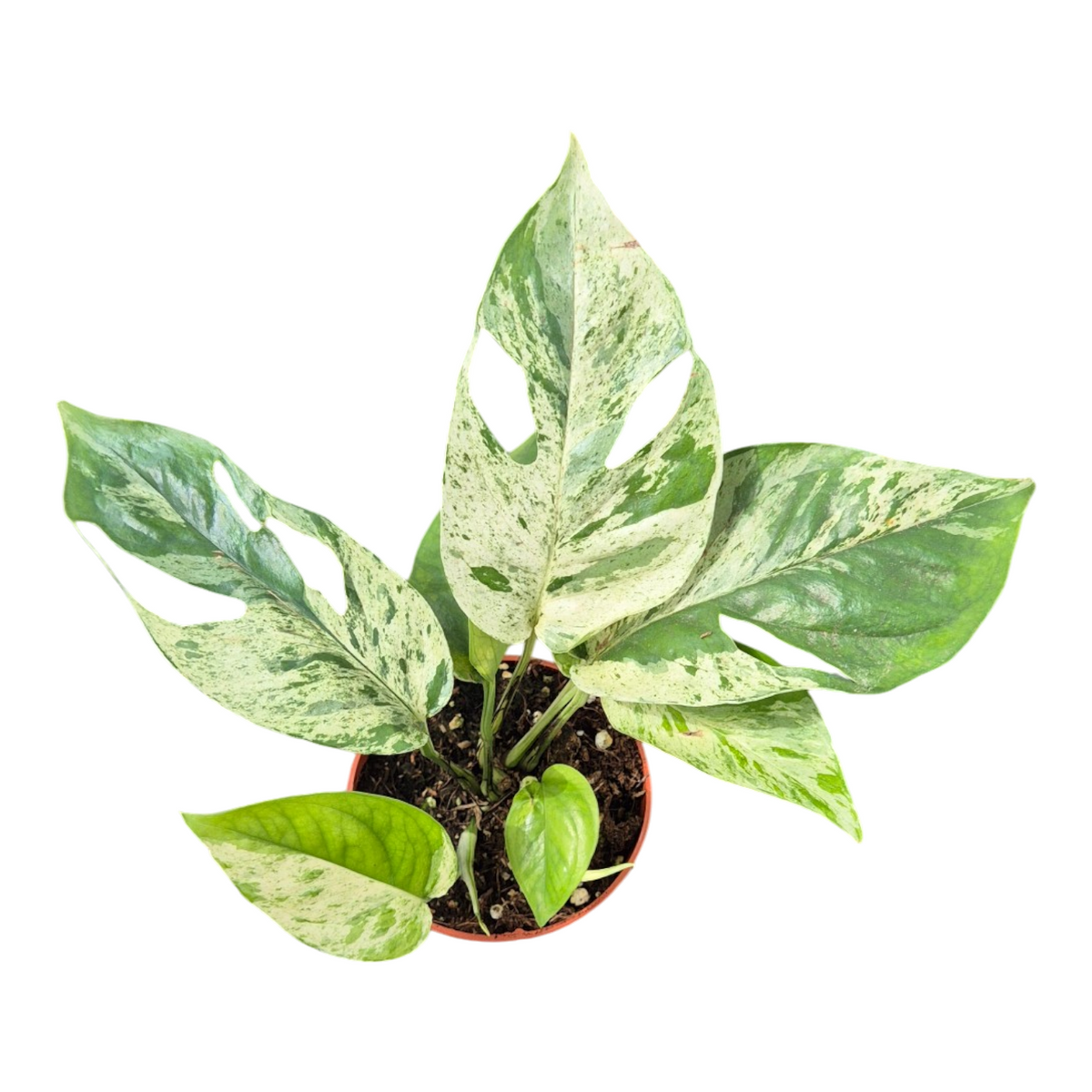 Epipremnum pinnatum Marble Variegated 20cm 9cm Pot