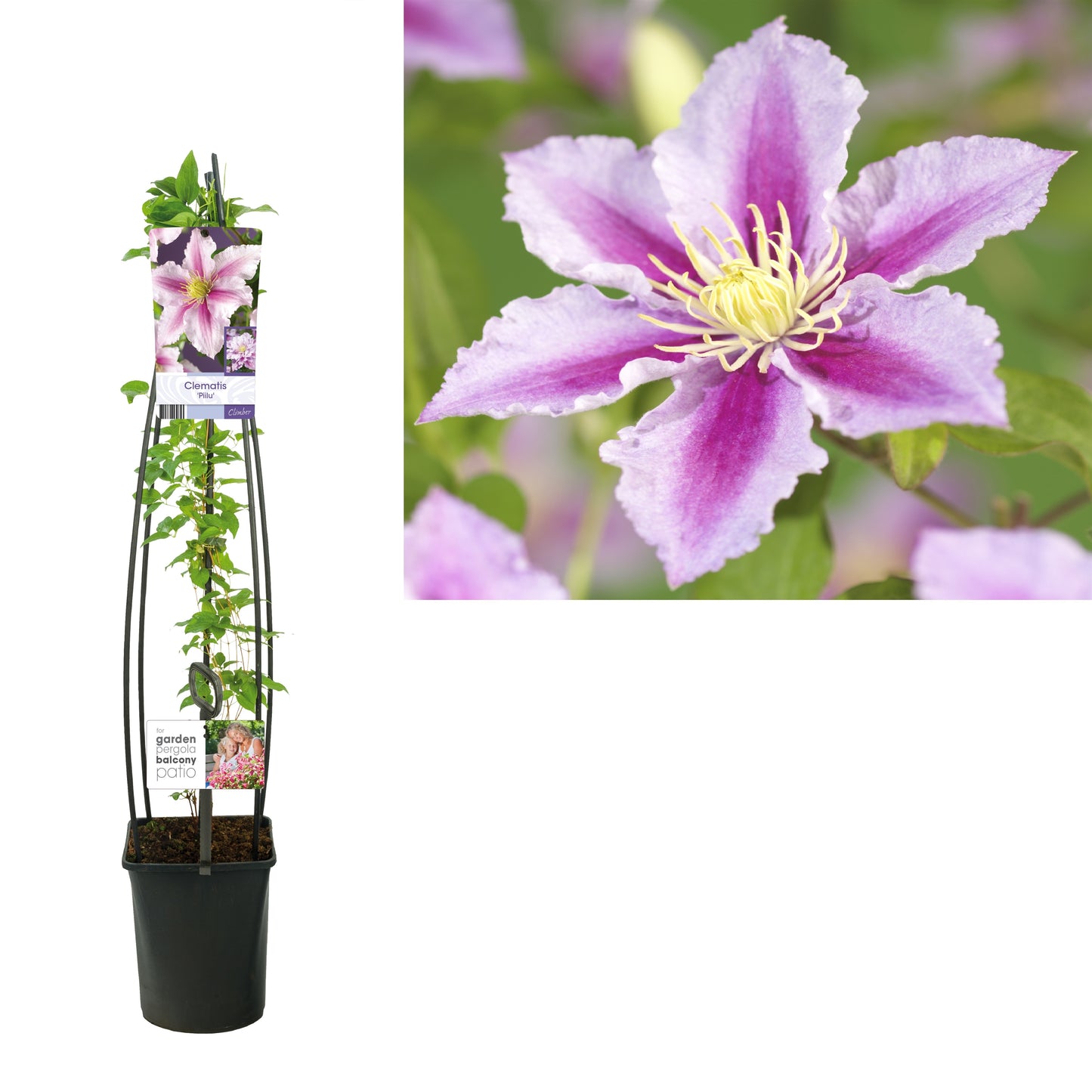 Clematis Piilu 115cm 23cm Pot