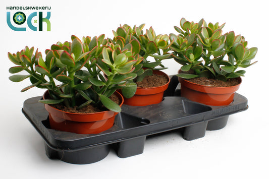 Crassula ovata Sunset 30cm 17cm Pot