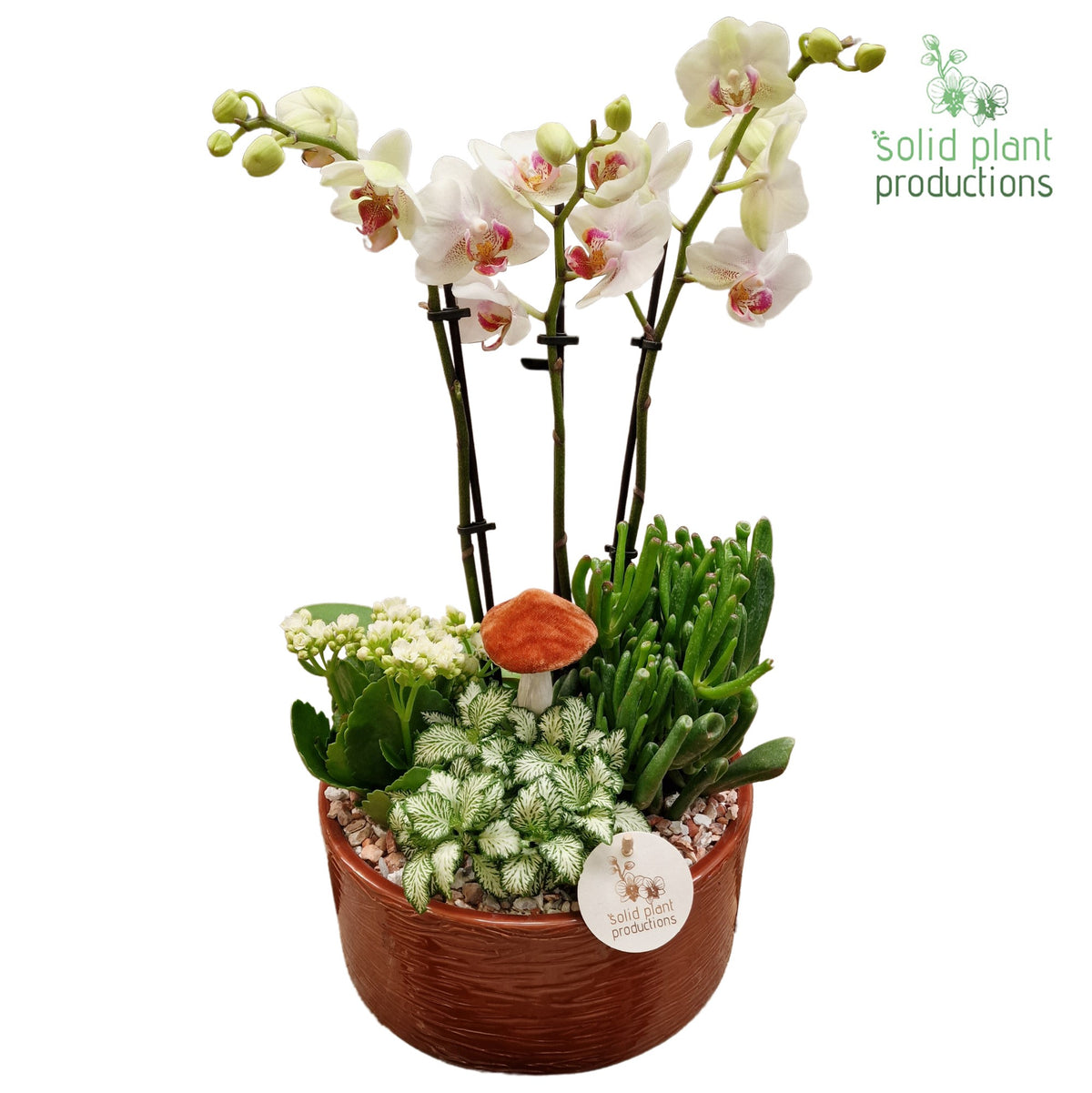 PH004 Stella Brown 45cm 22cm Pot