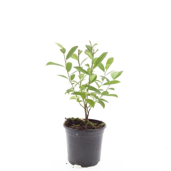 Boer, W.T.M. de Itea virginica Pack of 8