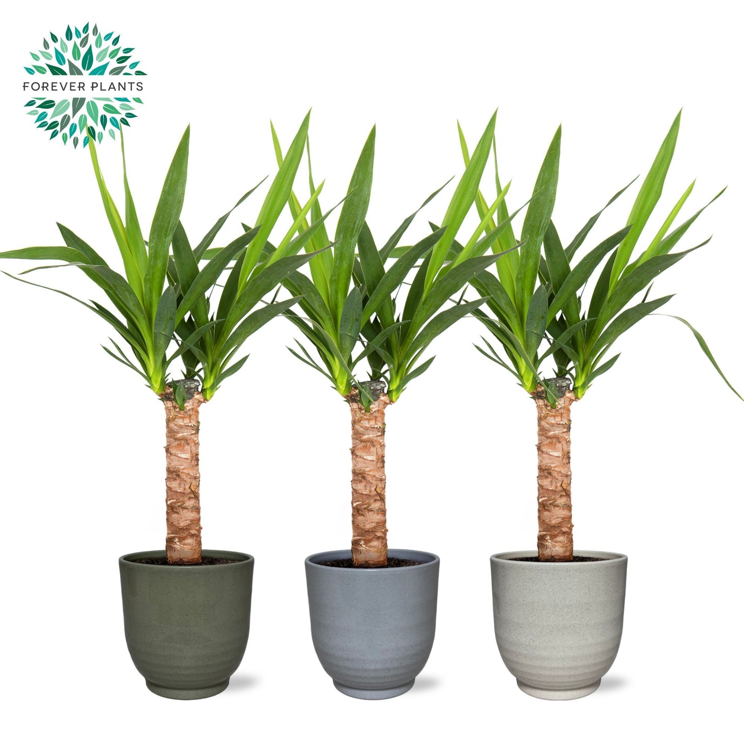 Forever Plants Group Yucca elephantipes Pack of 3