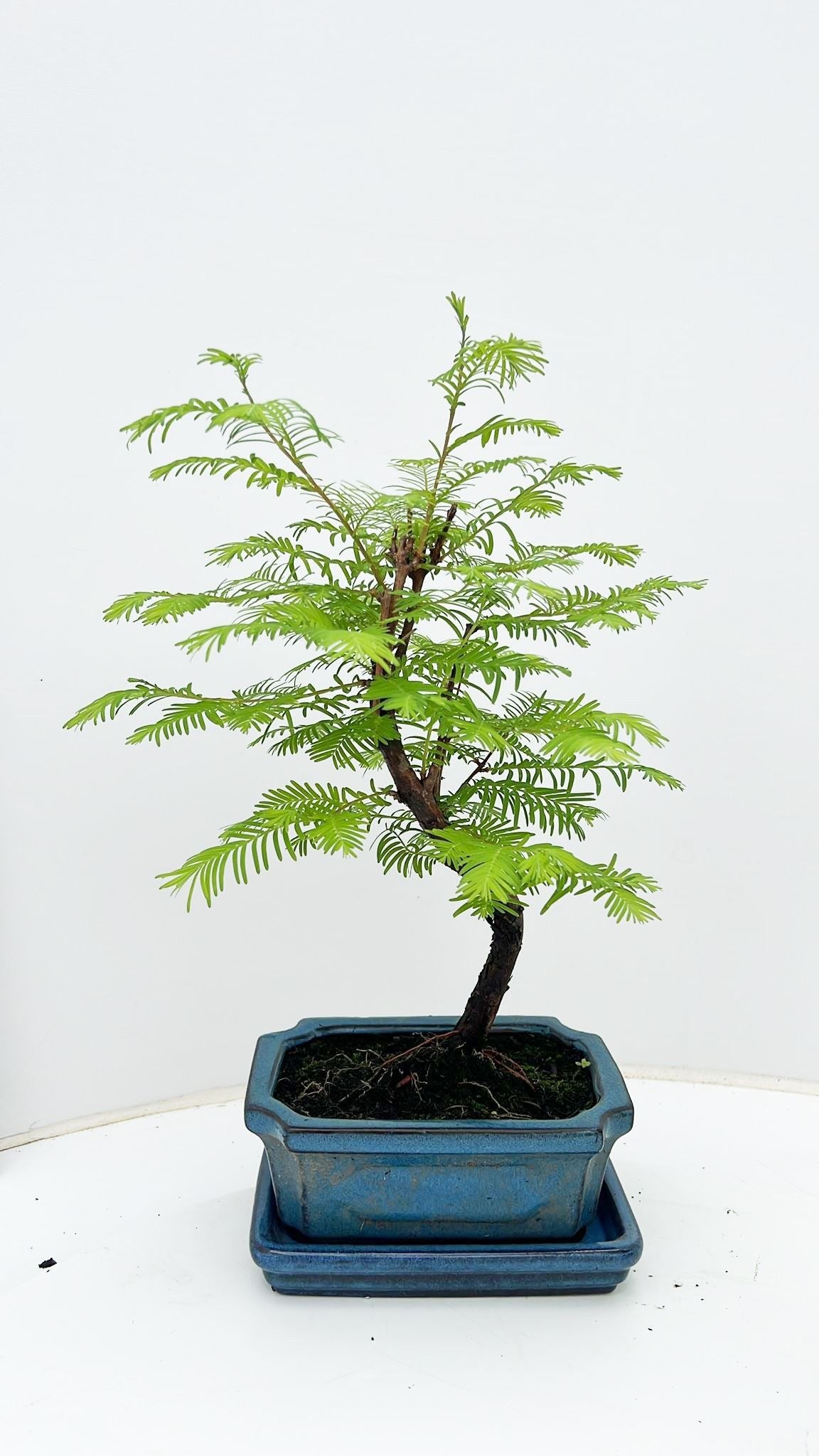 Pseudolarix amabilis 30cm 15cm Pot