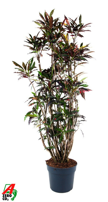 Codiaeum Pie Crust 190cm 40cm Pot