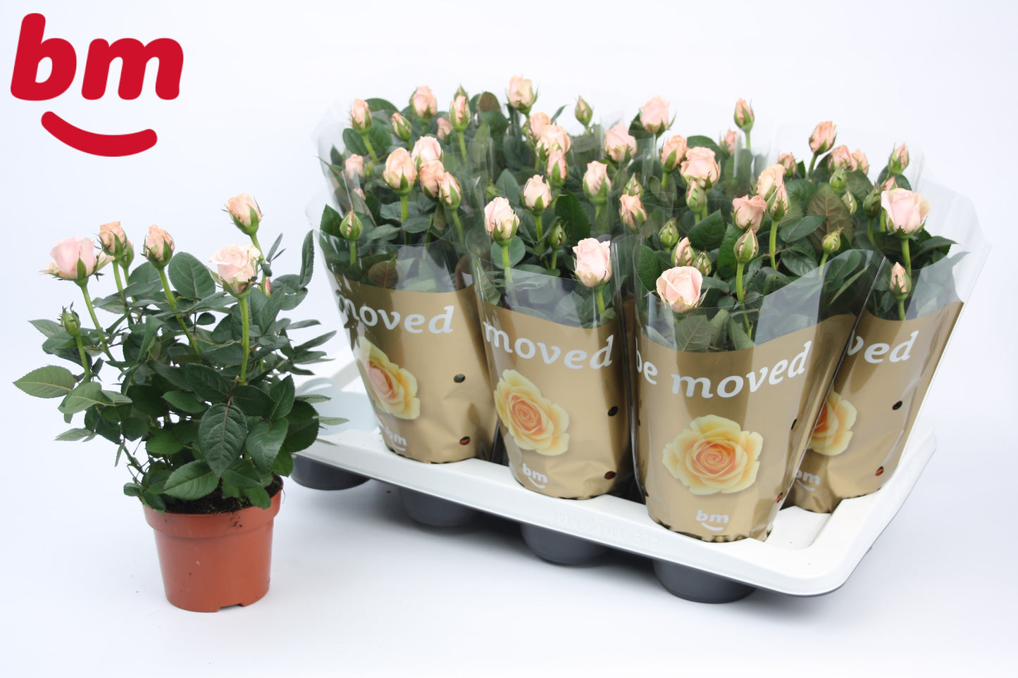 BM Roses Rosa Beau Monde light pink Pack of 10