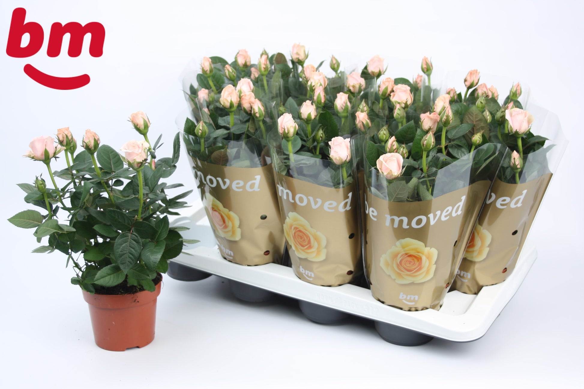 Rosa Beau Monde light pink 28cm 12cm Pot