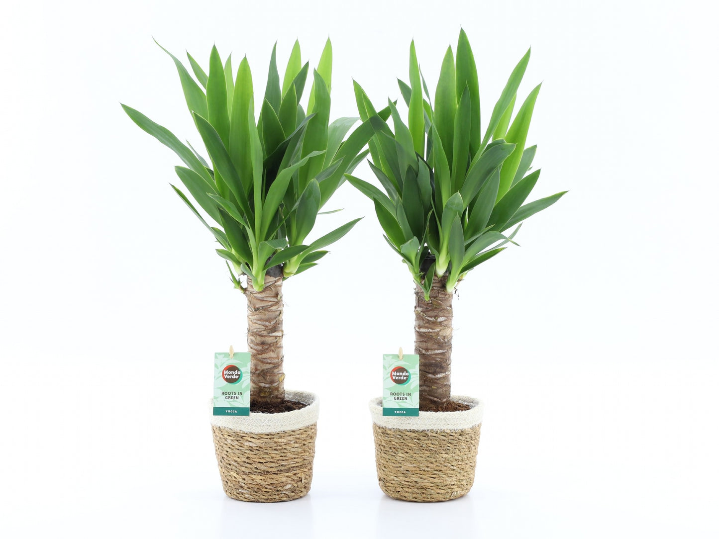 Yucca elephantipes 50cm 14cm Pot