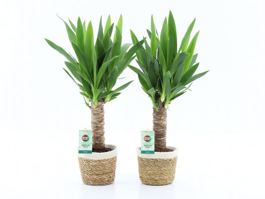 Yucca elephantipes 50cm 14cm Pot