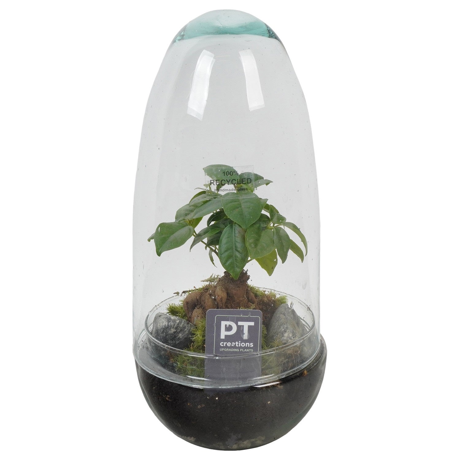 Indoor green arrangement 32cm 12cm Pot