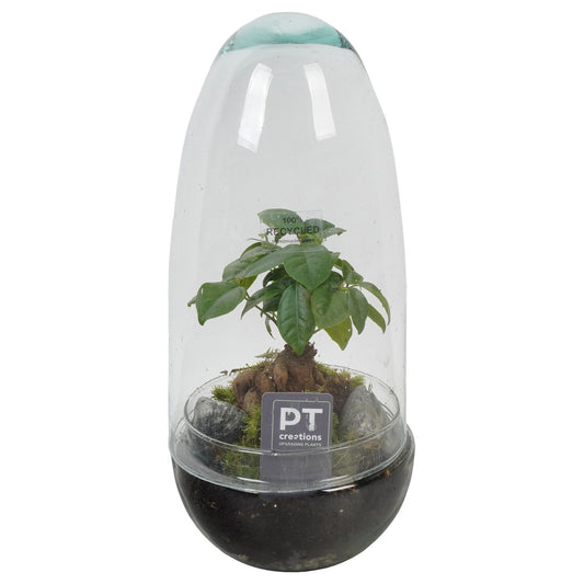 Indoor green arrangement 32cm 12cm Pot