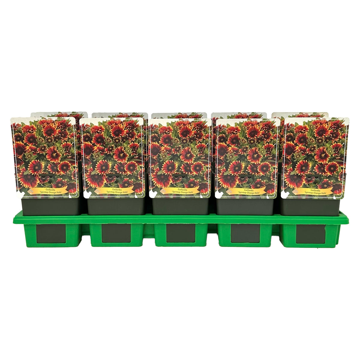 Gaillardia mix 25cm 11cm Pot