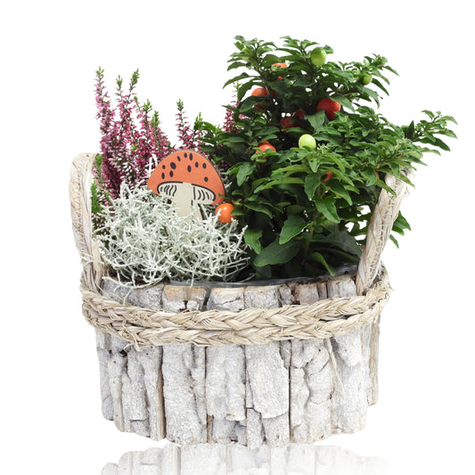 Outdoor arrangement 25cm 22cm Pot