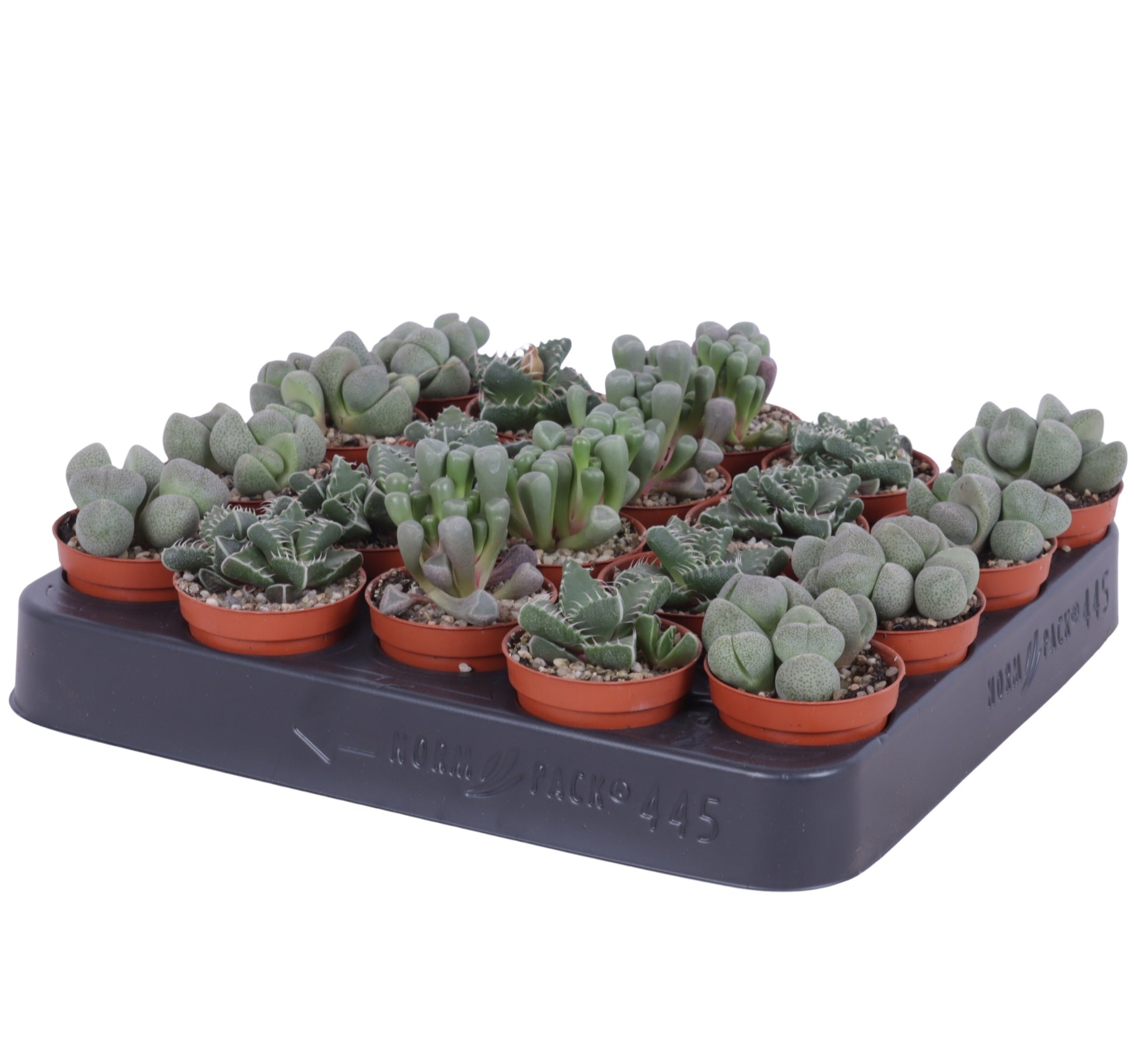 Oriental-Edelcactus Lithops species mix Pack of 20
