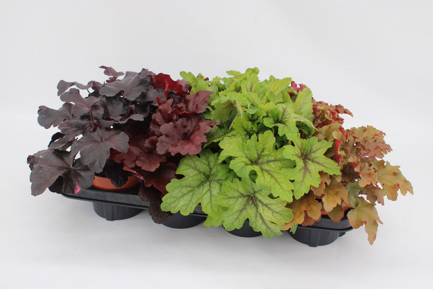 Grootscholten BV. Gebr. Heuchera mix Pack of 8