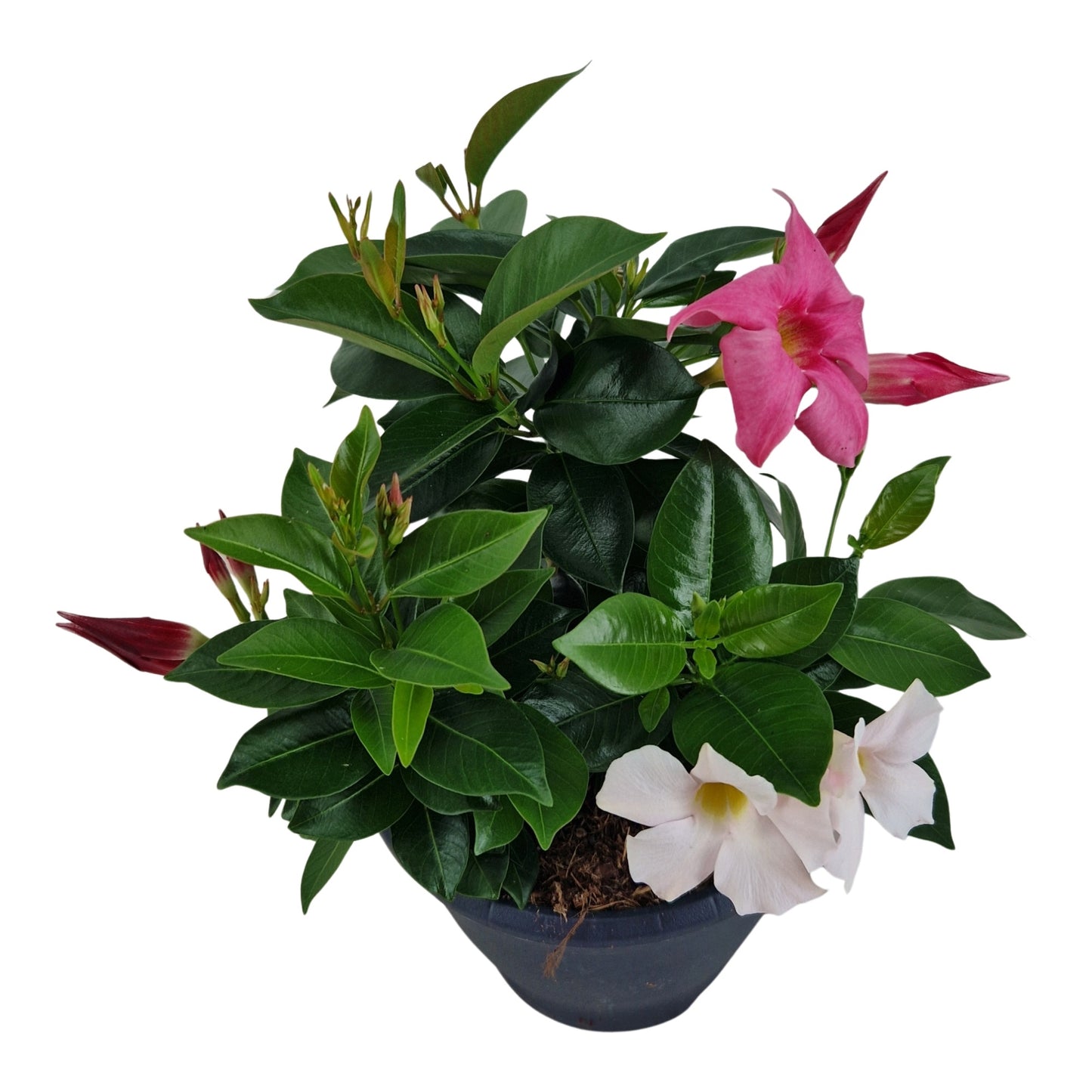 Mandevilla Rio mix 20cm 17cm Pot