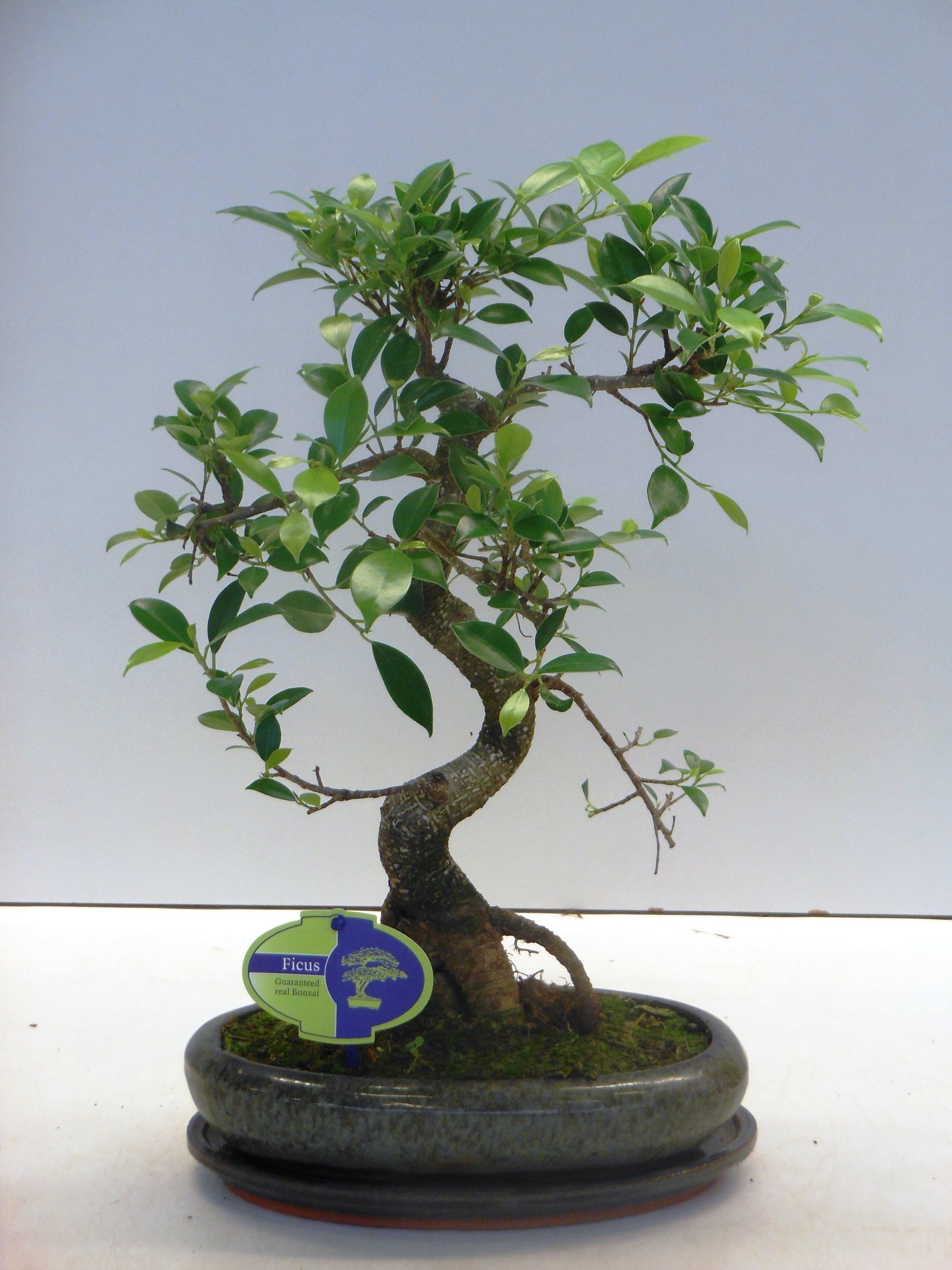 Bonsai Mix 40cm 24cm Pot