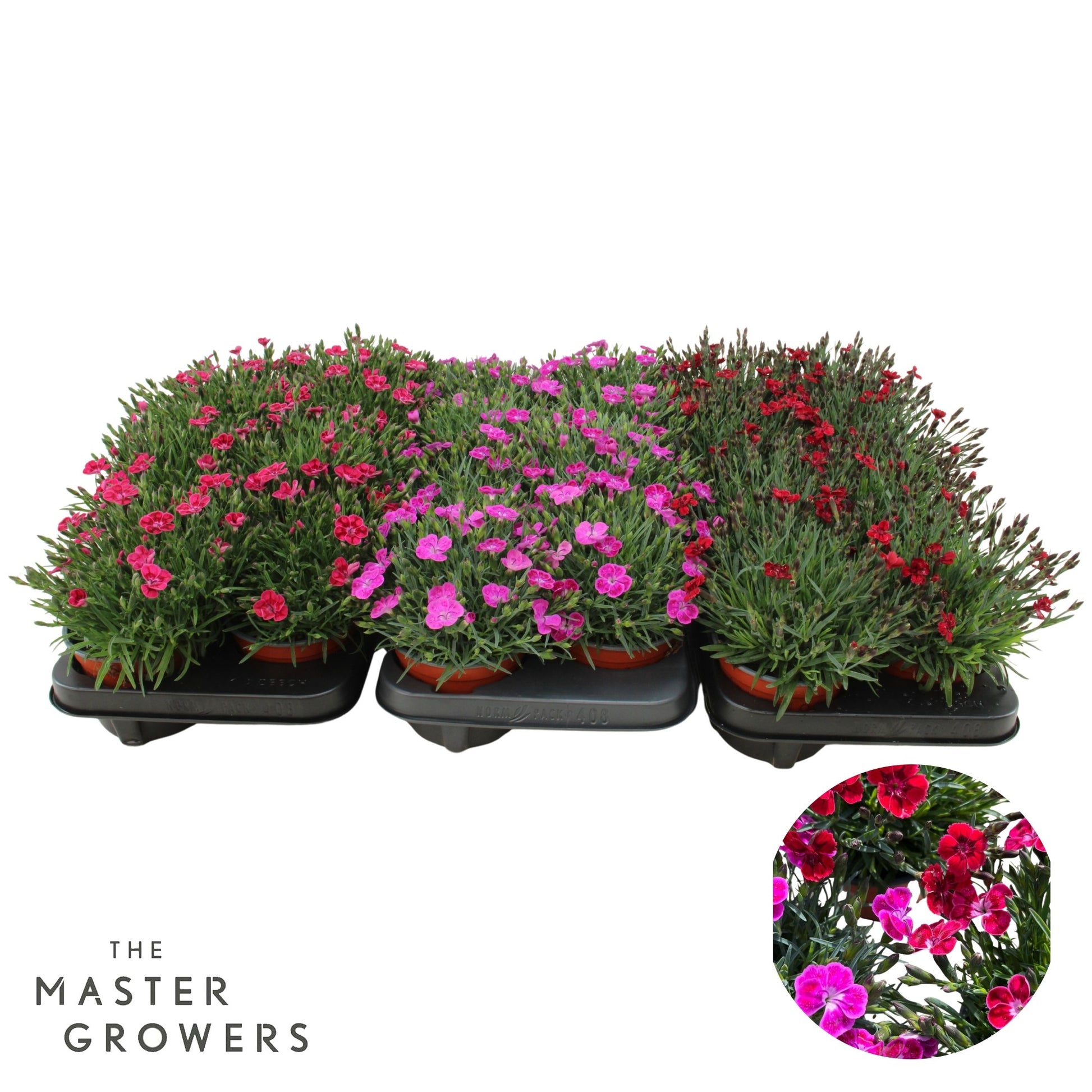 Dianthus mix 25cm 12cm Pot