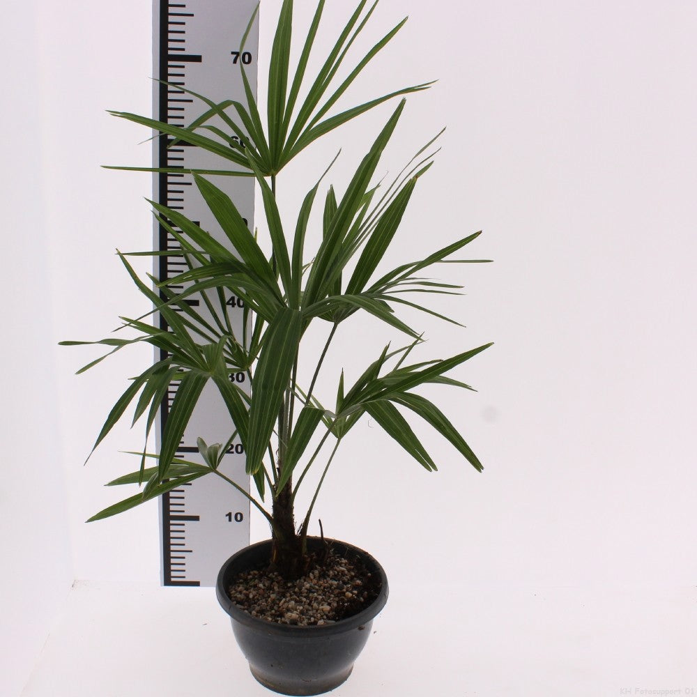 Trachycarpus fortunei 60cm 18cm Pot