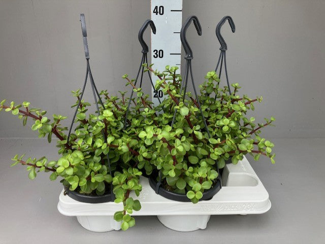 Portulacaria afra 40cm 14cm Pot
