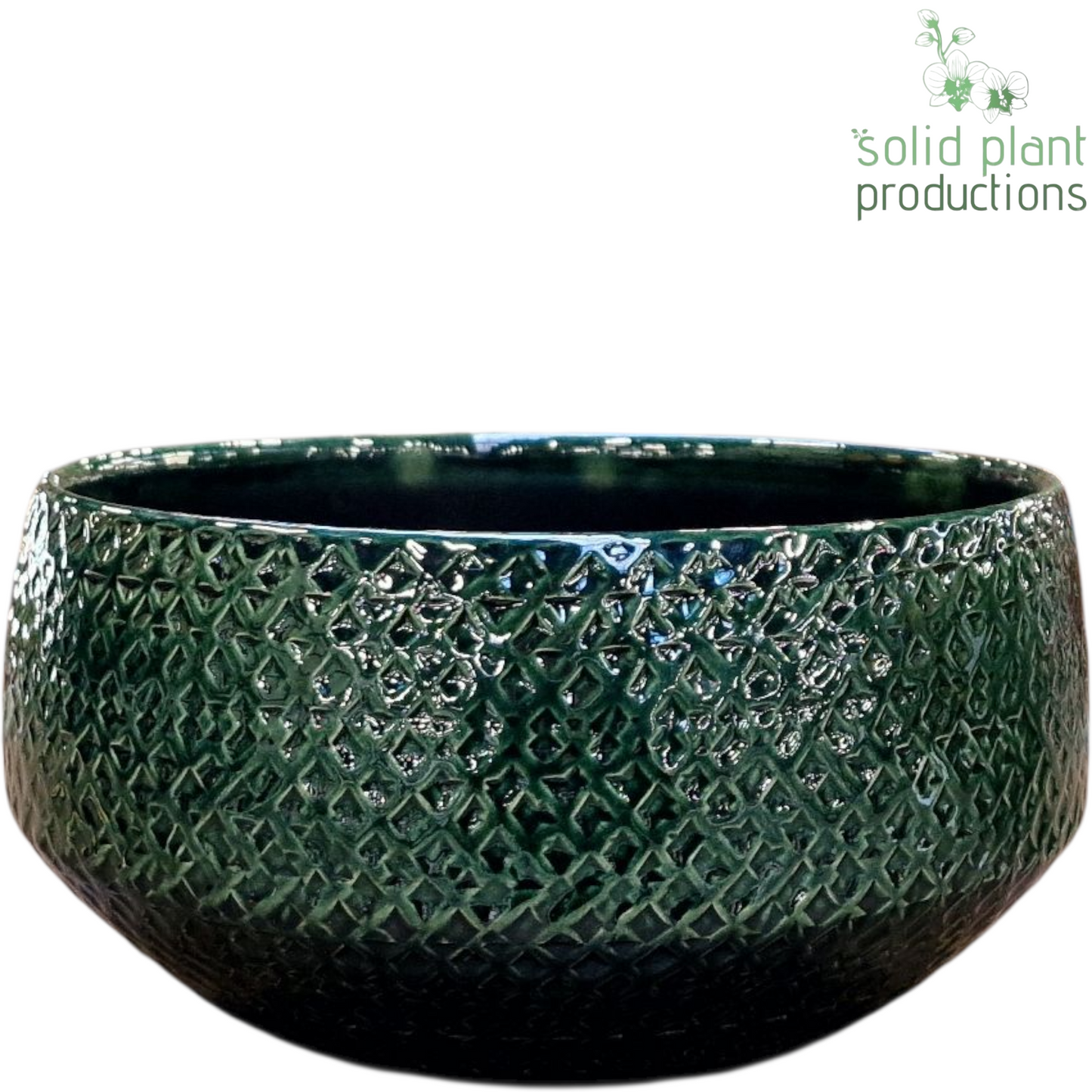 Solid Plant Productions C120 Aurora Small Green Pack of 6