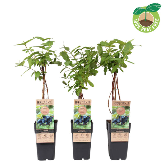 Streng Growers B.V. Lonicera mix Pack of 10
