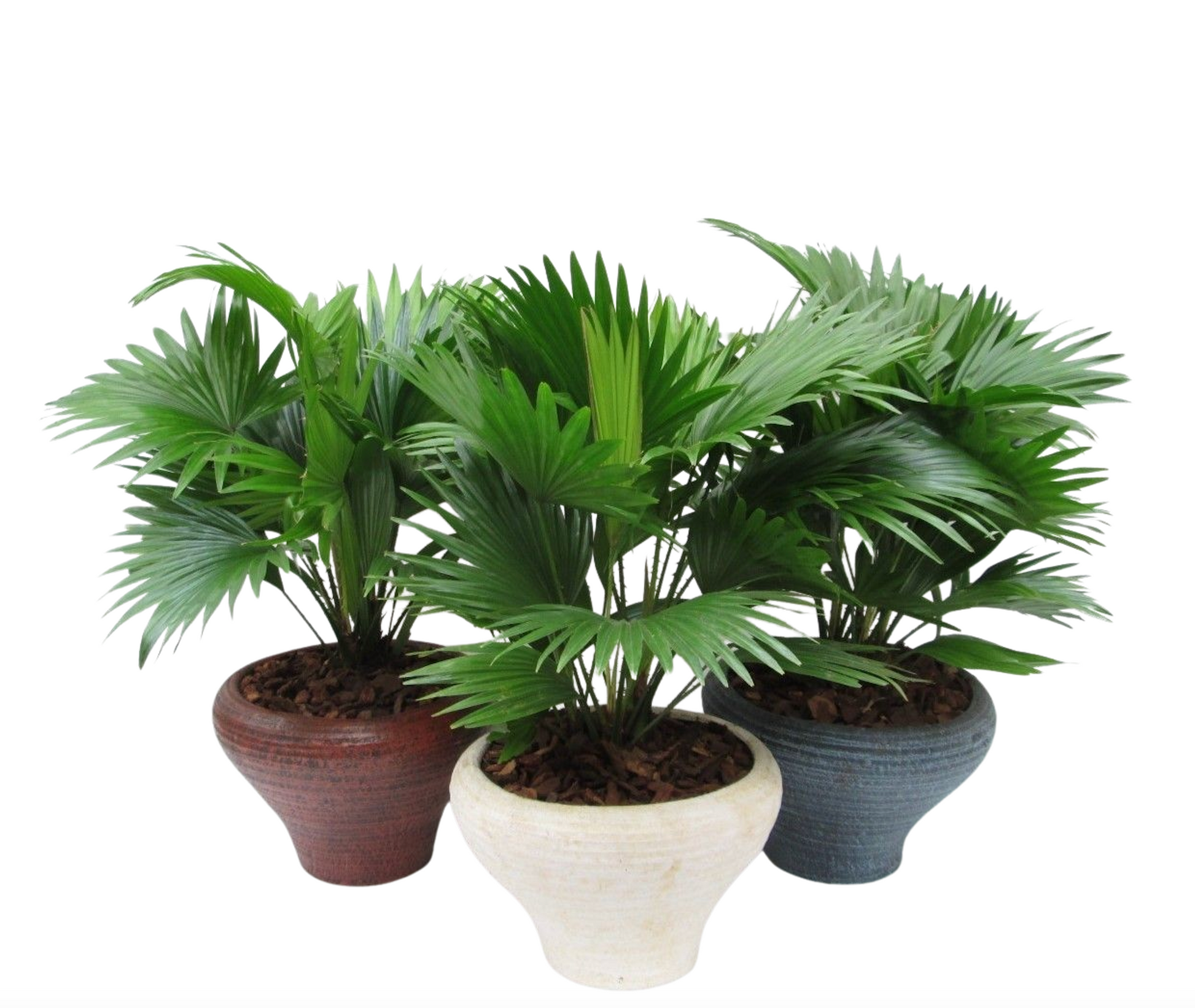 Livistona rotundifolia 55cm 26cm Pot
