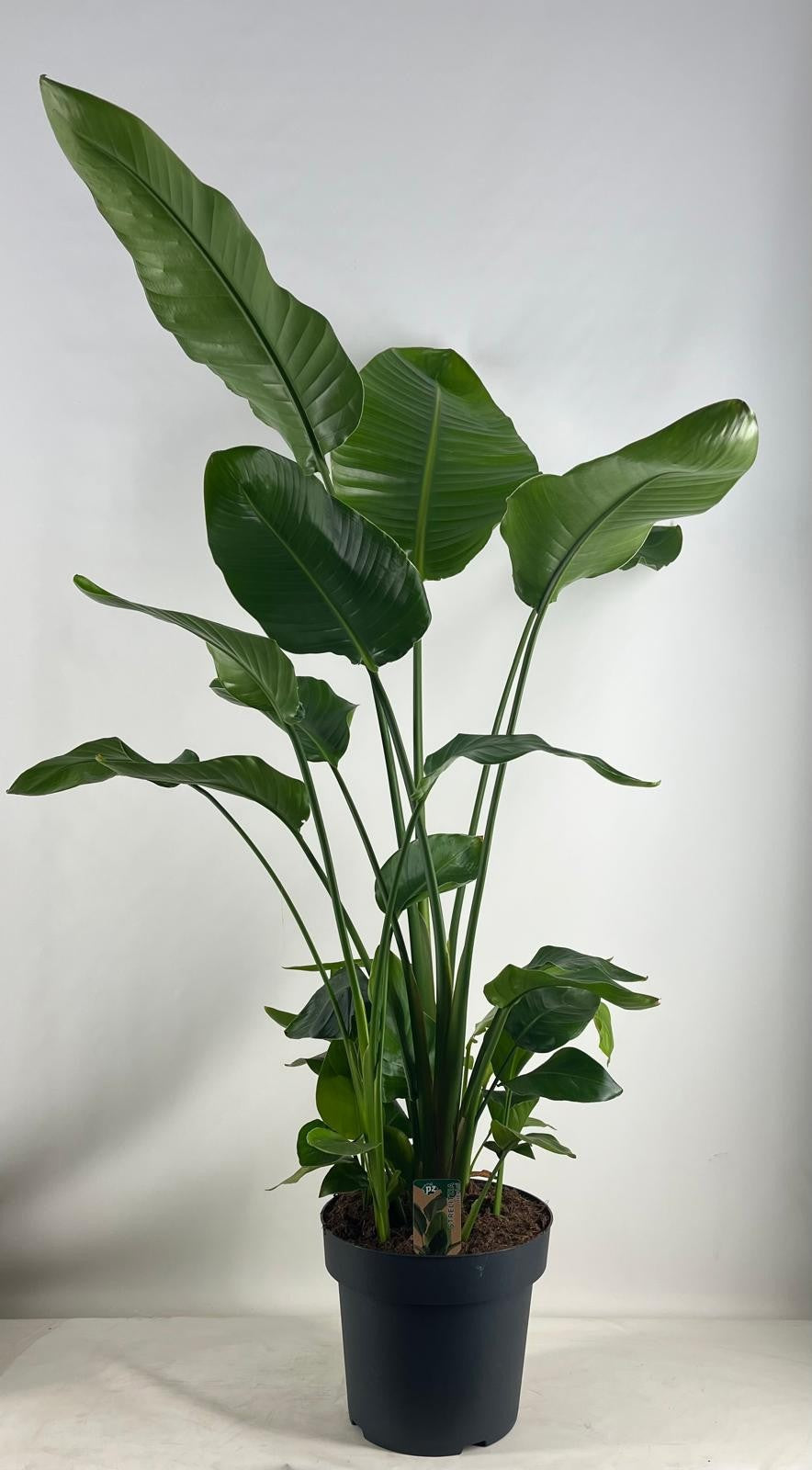 Strelitzia nicolai 175cm 31cm Pot