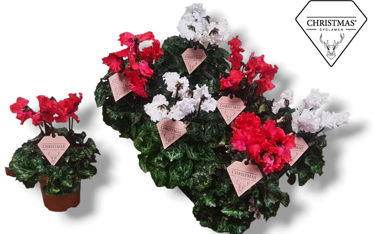 Cyclamen Merengue mix 25cm 10.5cm Pot