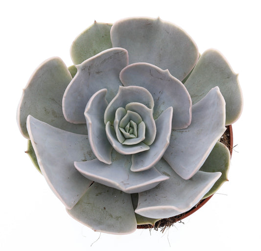 Echeveria Pollux 12cm 510cm Pot