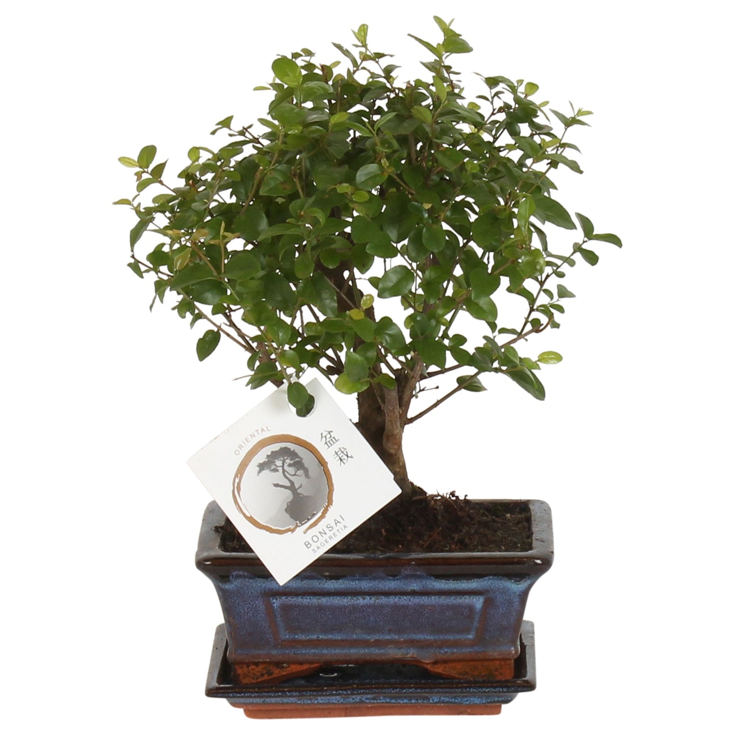 Sageretia Bonsai 25cm 15cm Pot