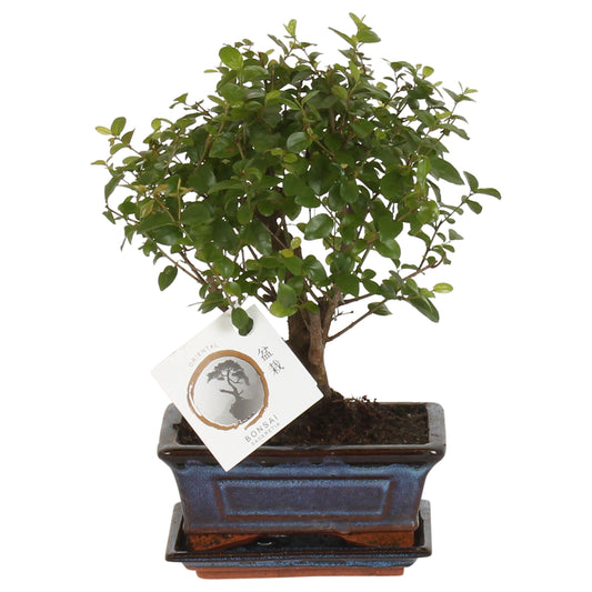 Sageretia Bonsai 25cm 15cm Pot