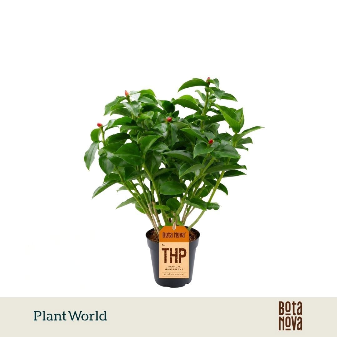 groene planten overig 35cm 14cm Pot