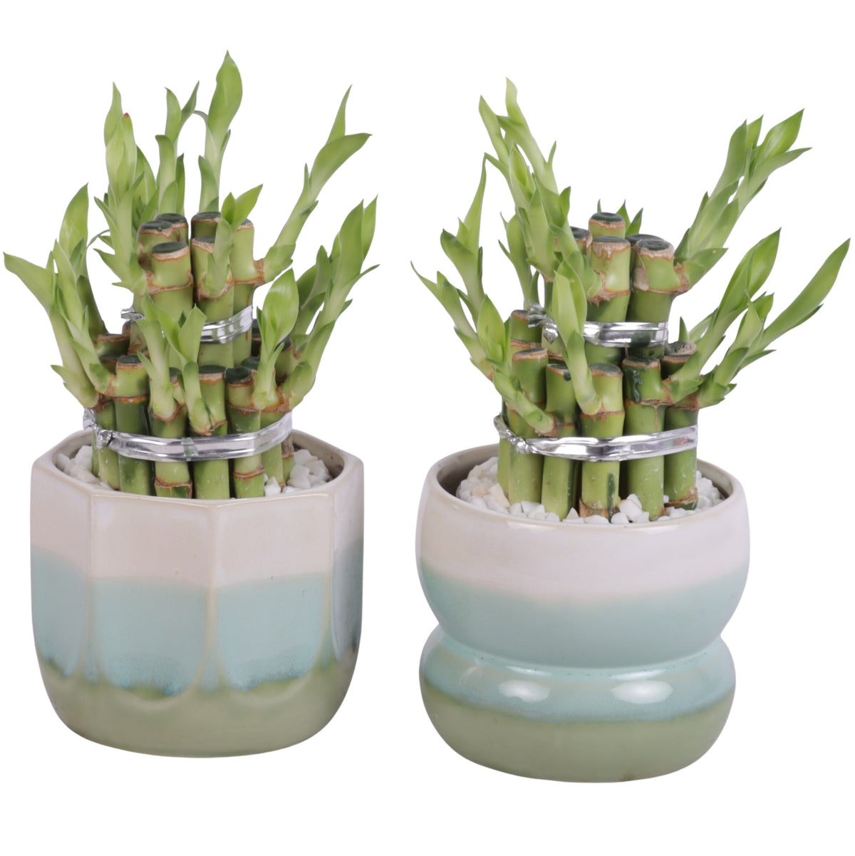 Drac. Lucky Bamboo 20cm 11cm Pot