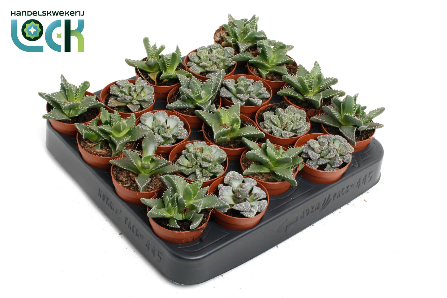 Lock, Handelskwekerij Faucaria tigrina Pack of 20