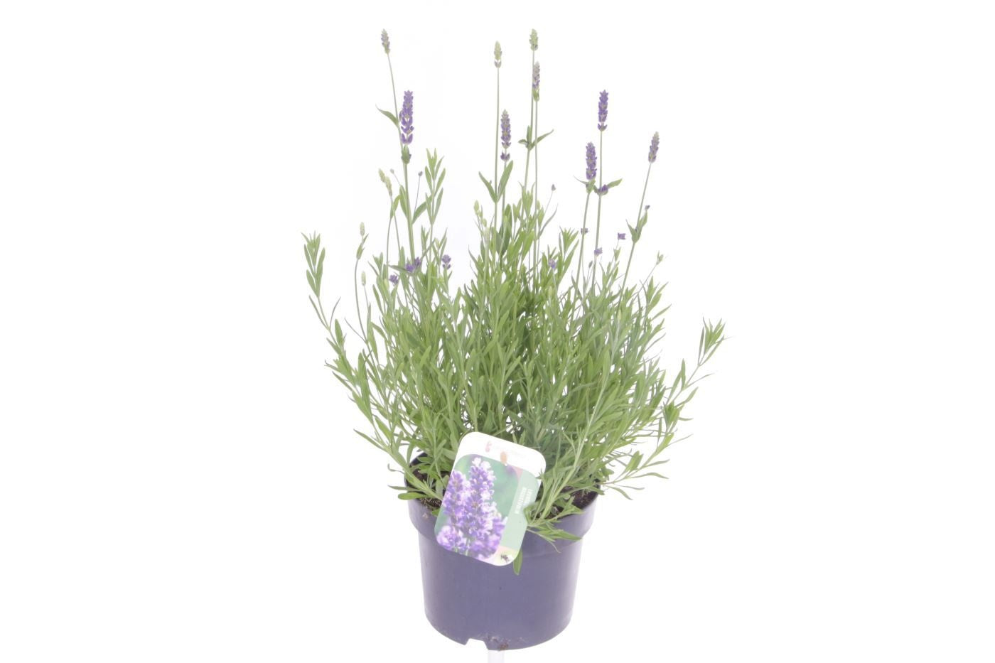 Lavandula ang. Spear Blue 50cm 17cm Pot