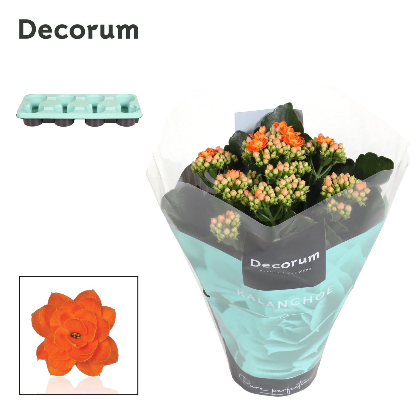 Kalanchoe orange decorum 24cm 12cm Pot
